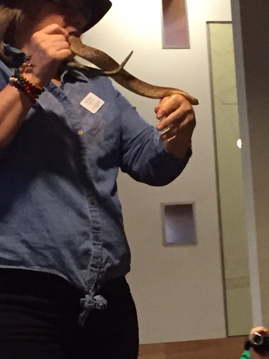 stepkr's tweet photo. @Longbranch_Elem #ikesbullsnake https://t.co/gWBrKG3u6C