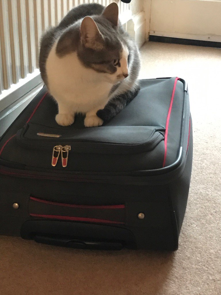 HavenhandMark's tweet image. Back from seeing clients. Now to crack on with work. Someone has other ideas.  Jack is clearly not #OneIM