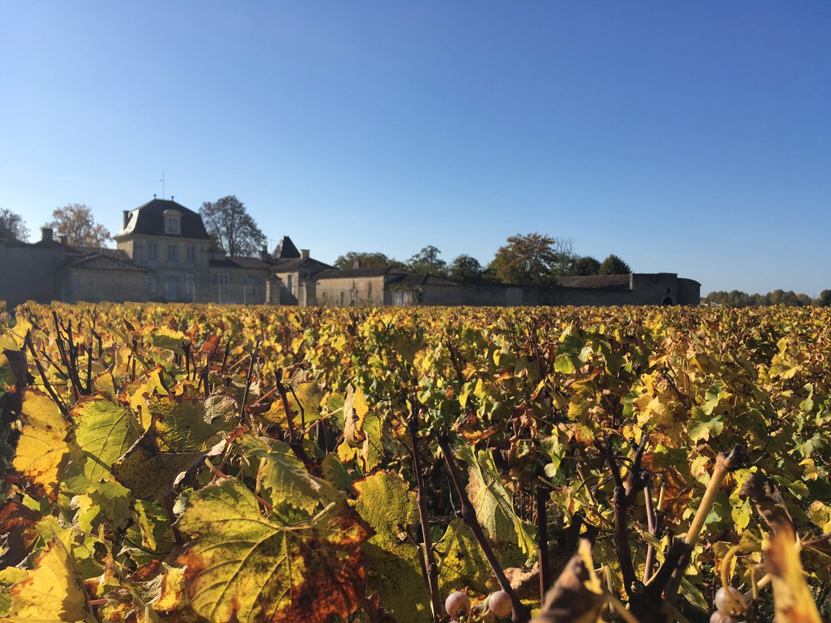 MJPerromat's tweet photo. Brume et soleil pour cette journée de clôture de nos vendanges 2016 #ArmajanDesOrmes @SweetBordeaux @sauternesbarsac https://t.co/BvOPtZ3gVF