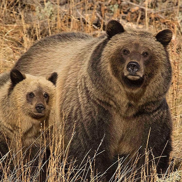 Редкие животные северной америки