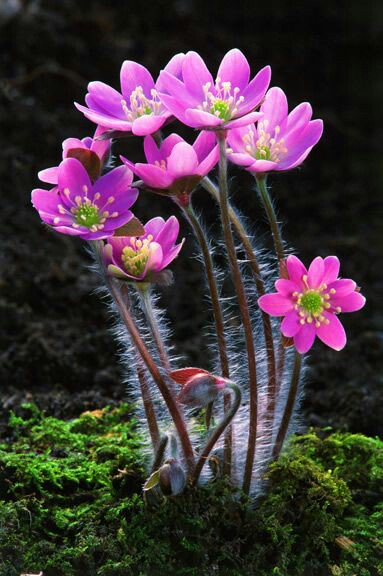 ZEYNAZERDA's tweet image. 