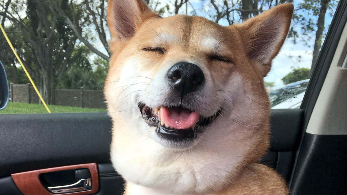 List your #pet organization in our growing database for free!

leashyourself.com/add-an-organiz…

#startup #tech #adoption #dogs #cats #shiba #website