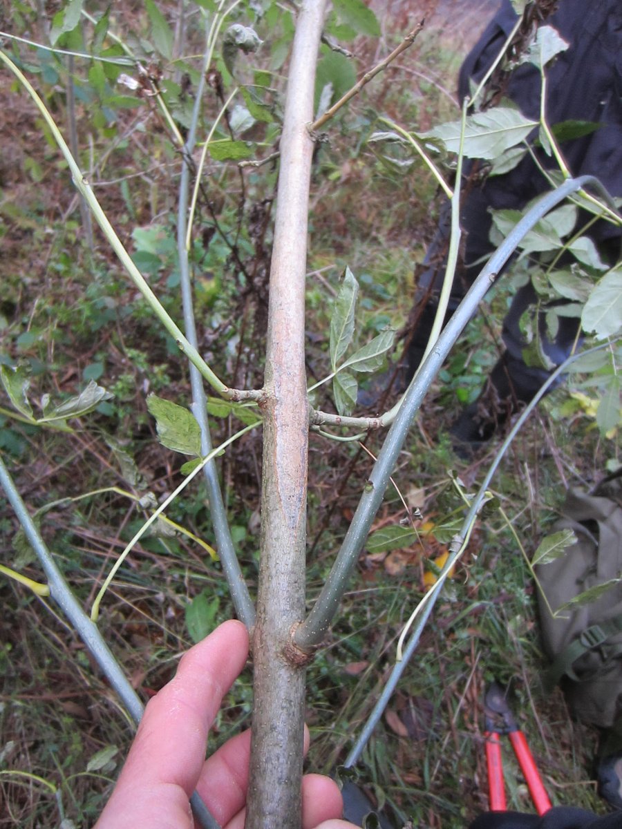 LajlaCashNRW's tweet photo. Chalara on ash regen - early signs & more established regen in Clocaenog @NatResWales #ukforesters #keepitclean #welshforests https://t.co/m40s0qvlU3