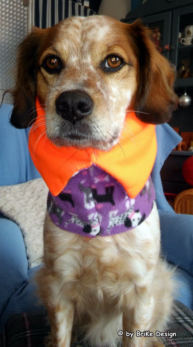 BrikeDesign's tweet photo. https://t.co/9MvT7u3u12 #stylischer #Hunde-#Schlauchschal #krankehunde #bronchitishunde #warm #Winterzeit #Weihnachten #geschenk https://t.co/zS49Iajx38