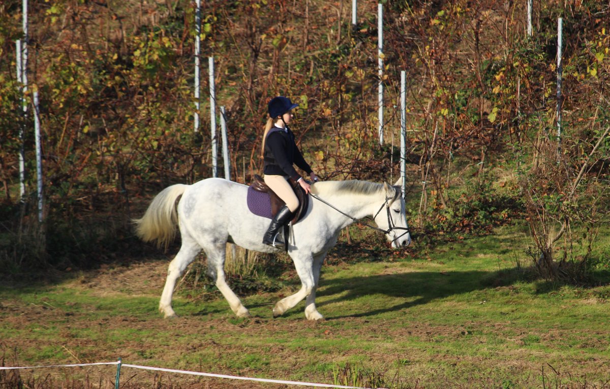 BucksHorses's tweet photo. Horse rides in the #Buckswood vineyards. https://t.co/JzBXcWqn6z