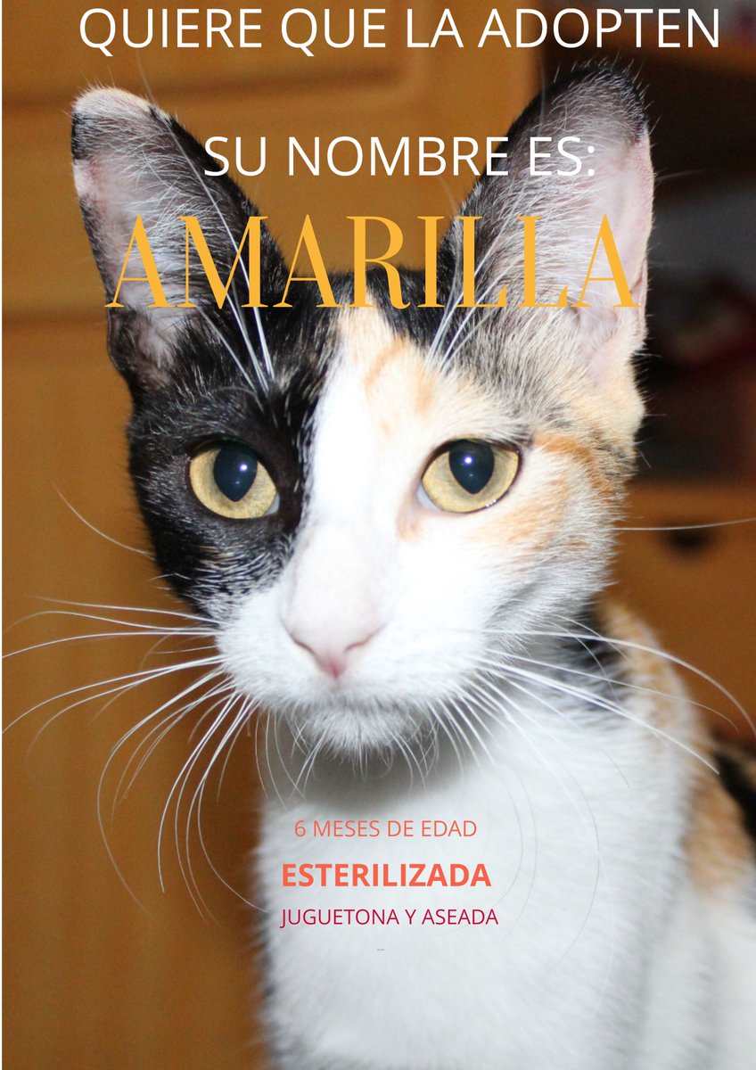 gatoscolombia's tweet photo. Amarilla, tierna gata de 6 meses recogida de la calle cuando nacían sus gatitos. Ahora busca quien la adopte en #Neiva 3002728157 Karol https://t.co/uZIw6A3E4s