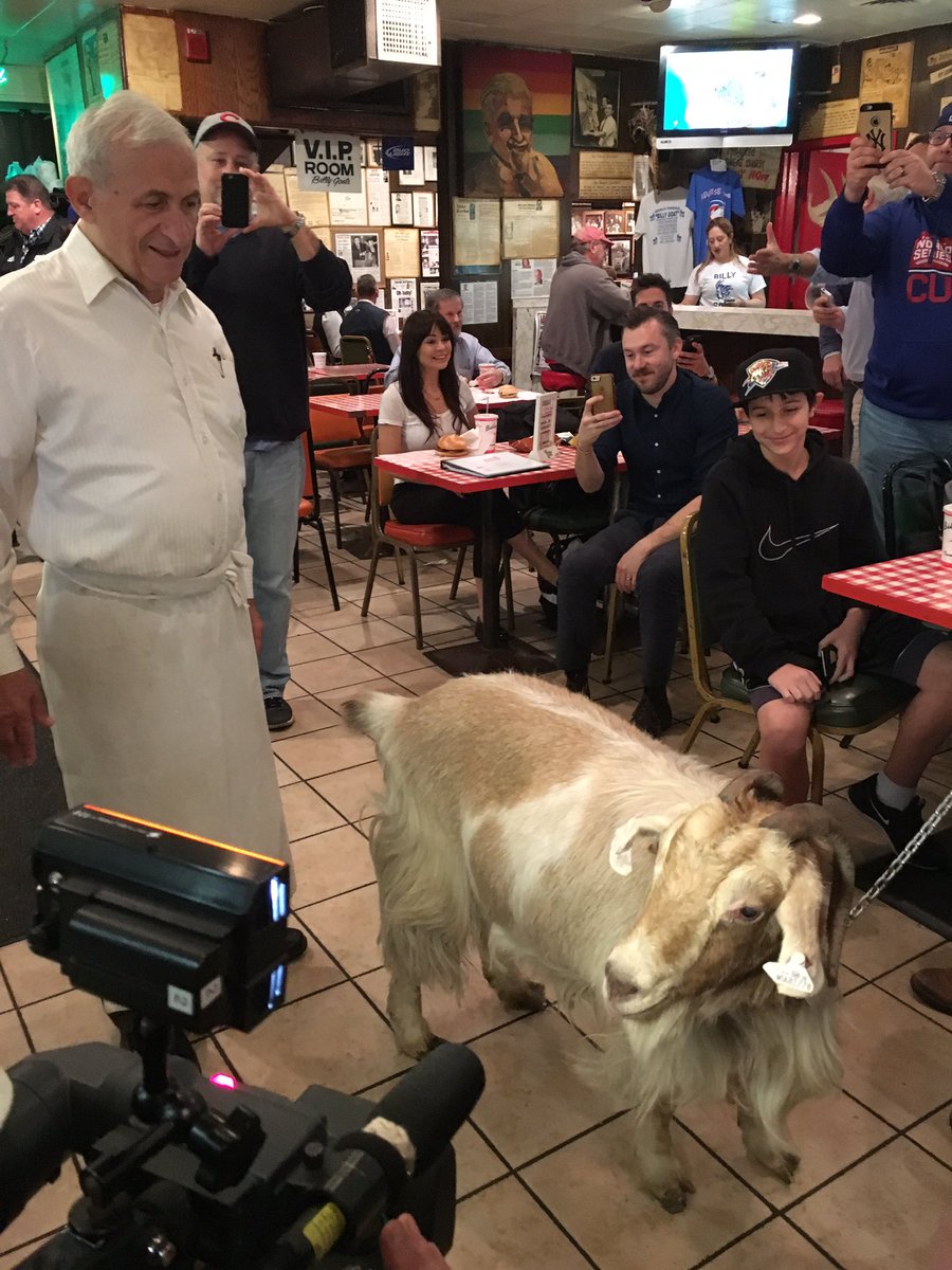 I ain't afraid of no GOAT! #cursereversed #billygoat #cubs #worldserieschamps