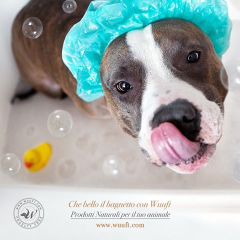 WUUFT_PET's tweet photo. Faccio il #bagno con #wuuft! I miei prodotti #naturali preferiti! #cruelityfree https://t.co/7dh9hMFMvc 
#cani #animali #amici https://t.co/nP4PqJvYOE