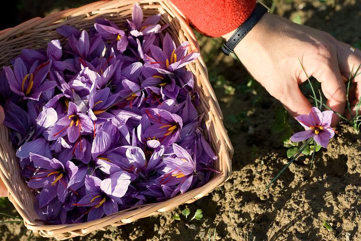 The history of the valuable Saffron from #Abruzzo ow.ly/krNA305OKCA