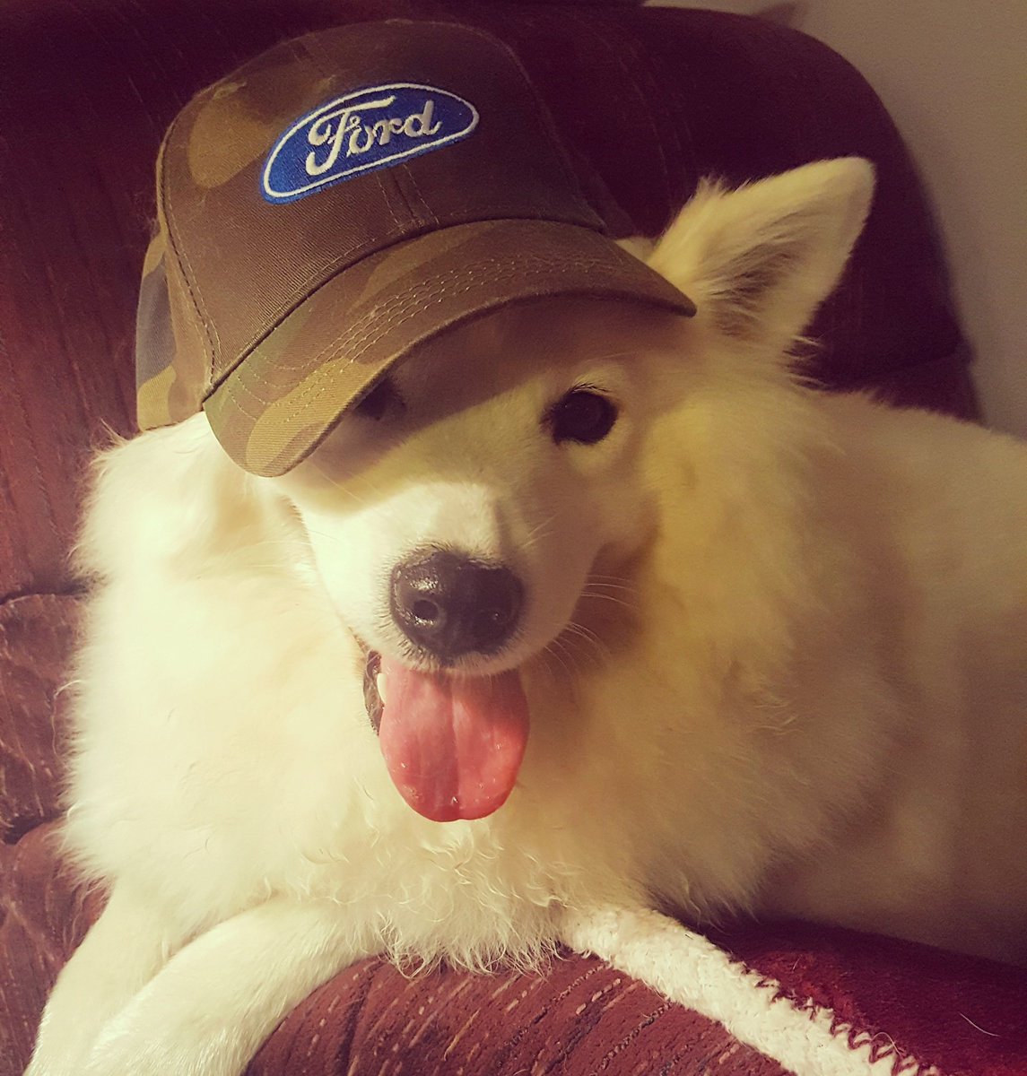 Ford_KristinH's tweet photo. Hello world! I'm new to twitter. Thought I'd start this off with a picture of my dog! (In a FORD hat of course) #Ford #samoyed https://t.co/MXBMhiJ5lg