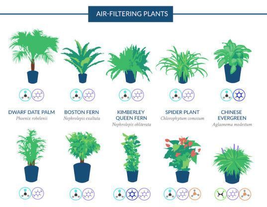 breatheapp's tweet photo. NASA has listed the best air-filtering houseplants: a great way to keep your air clean and #breathe easy 🌿 https://t.co/a1NQob24Lo https://t.co/TJIMZZ1SIx