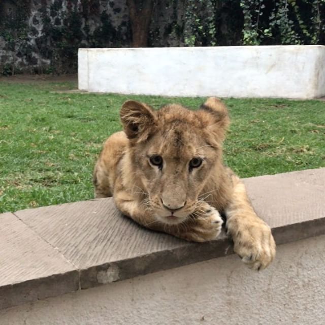 InstagramViewer's tweet photo. @BJWTC Foundation is a non-profit organization for wild cats that were kept in poor conditions in zoos and circuses. We support them 100%! https://t.co/a8cCjq85ZQ