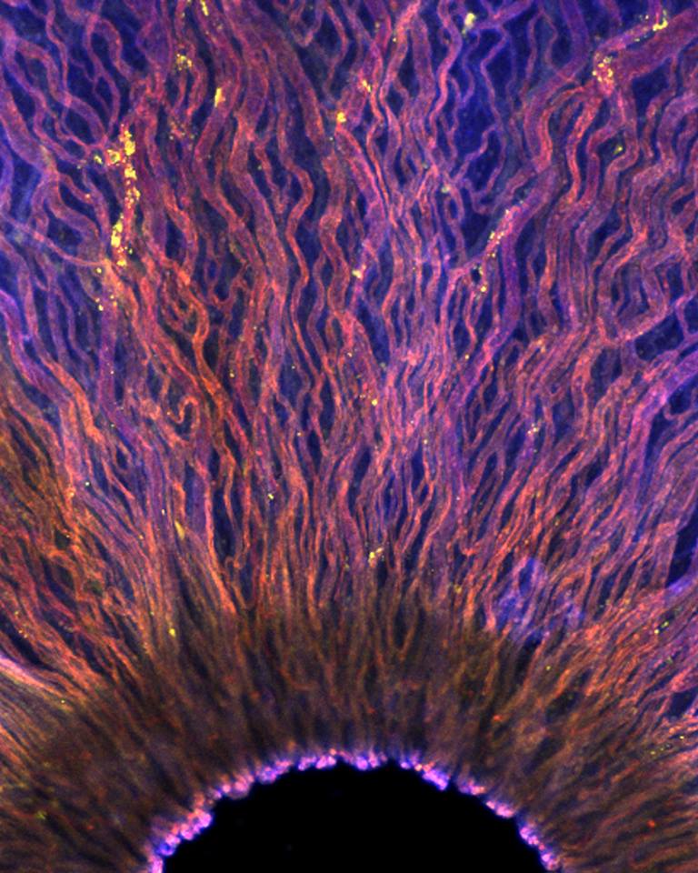 StemCellNetwork's tweet photo. #JeudiRétro Félicitation à @shacibek, lauréate des 2 prix du concours d’art #CellsISee avec sa superbe image intitulée ‘Iris’ #TMM2016 https://t.co/uoEfhrrY7H