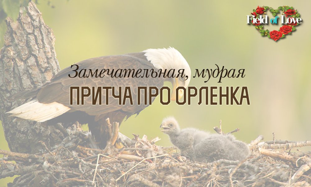 ipmfieldoflove's tweet photo. 📖 ПРИТЧА ПРО ОРЛЁНКА📖
Читайте больше здесь - https://t.co/CXxsNfh24g
#fieldlove #семья #любовь #дети #мудрость #воспитание #притча https://t.co/J6ZLH7uc0z