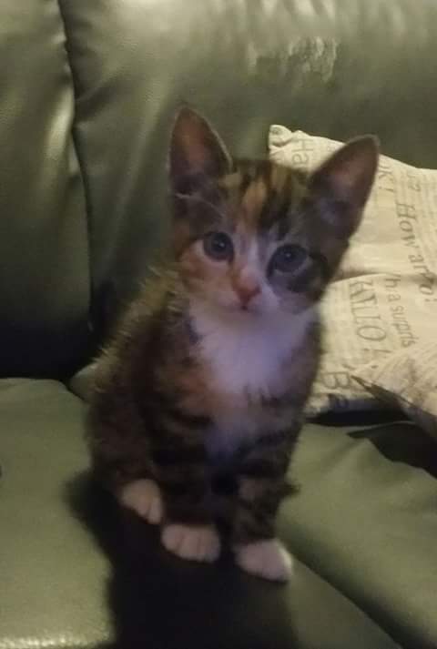simonedijkstra1's tweet photo. Pip ❤❤ https://t.co/4E0BG8lwax