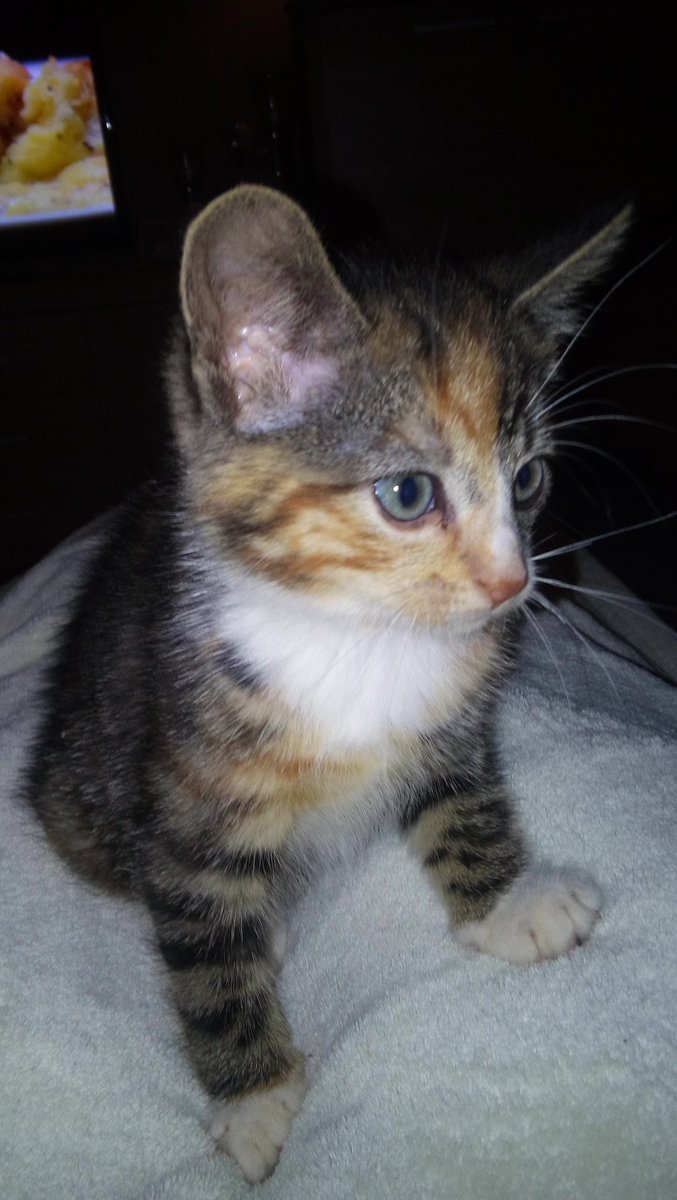 simonedijkstra1's tweet photo. Pip ❤❤ https://t.co/4E0BG8lwax