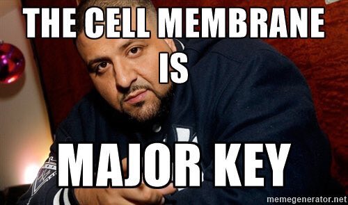 _cellmembrane's tweet photo. https://t.co/T2iiWArKd3