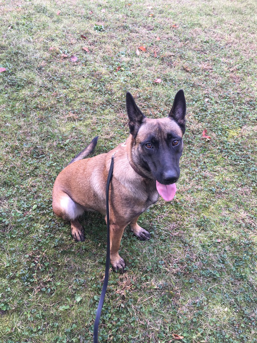JSullivanK9's tweet image. Worked this sweetheart lili the past few days on a narcotics detail.   Say hi to lili (lily).