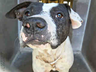 CutePetsMesa's tweet photo. Hello! I'm Dulce. I am a female white/black am pit bull ter/mix. https://t.co/J3rCQVh1e1 https://t.co/5FVqubnsAy