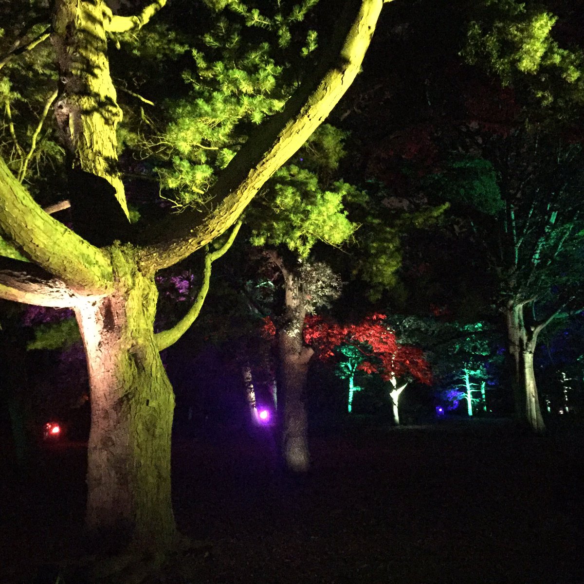 BotanicLights's tweet image. There are only TEN #botaniclights tickets left for this year's show!!!!  Will you get one? botaniclights.co.uk #sellout