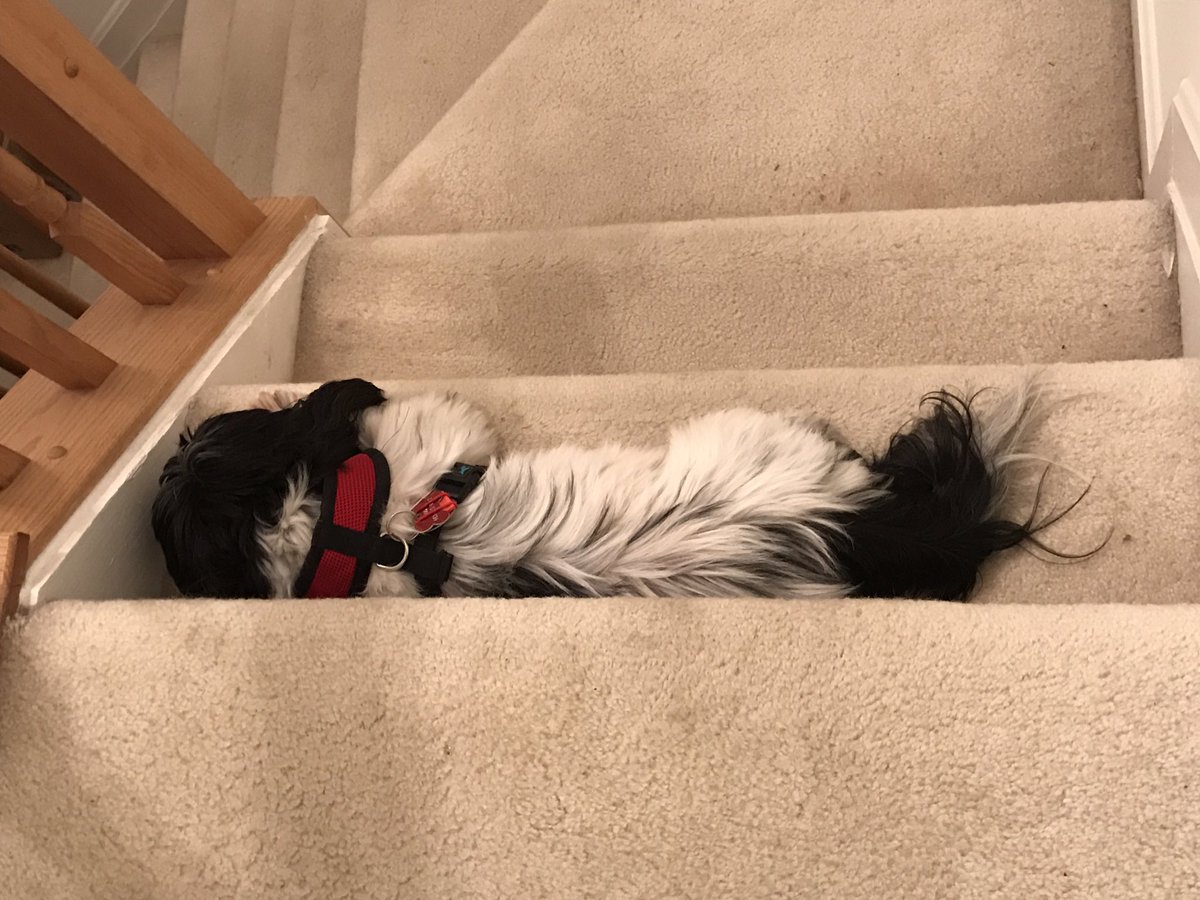 MeGLaV_TRAIN's tweet photo. My dog is too pure for this world. https://t.co/W7m66nUPuX