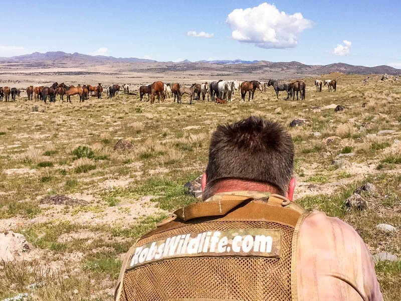 Having fun with the Wild Horses

RobsWildlife.com 

#horse #Horses #Wildhorse #Horsetour #Worseworkshop #HorseAdventure #Utah