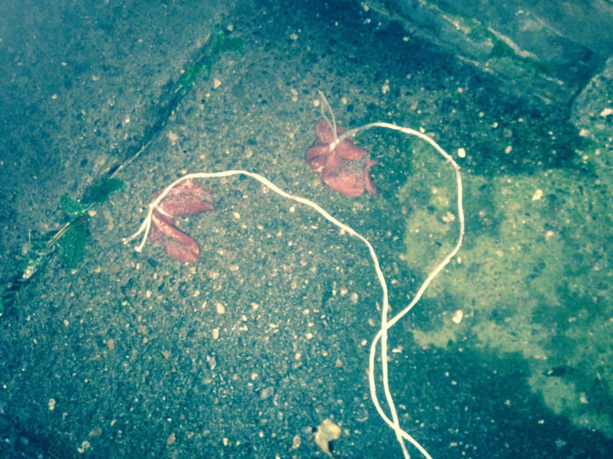revpeterlaws's tweet photo. I survived the #werewolfhunt with @MikeCovell inc dragging peppered steak by string along the waterways of #Hull. We heard noises too. https://t.co/frKlBYgHbV