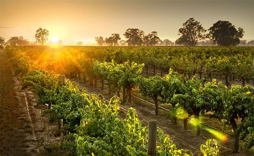 MWC_USA's tweet photo. Tune into our broadcast at 5pm PDT! We'll taste and talk MWC red wines w/ 12 awesome bloggers and Winemaker Jo Nash! https://t.co/NKr7gOqBui https://t.co/ZgtAYk9cbq