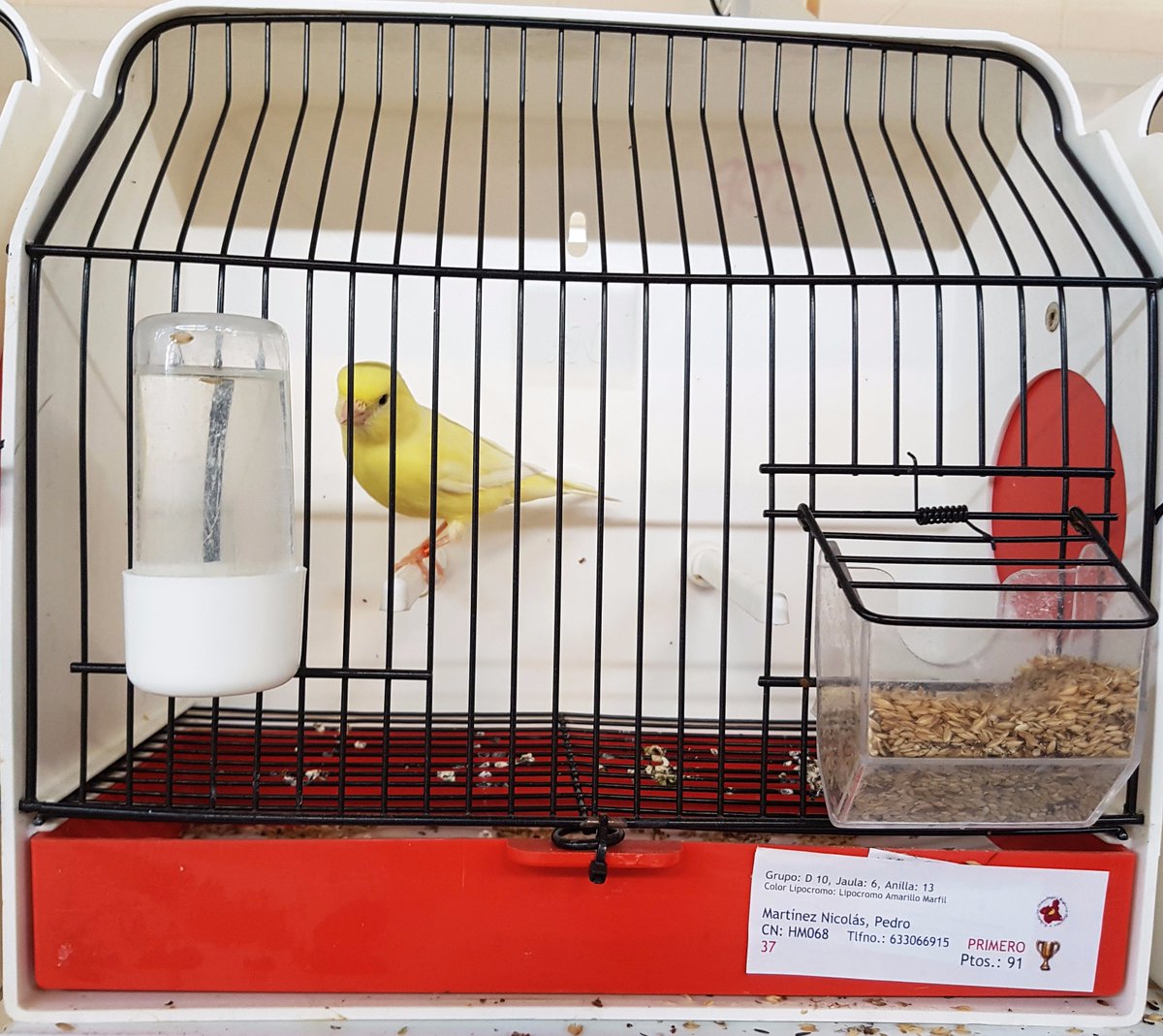 CanariosColor's tweet photo. PRIMERO AMARILLO MARFIL  IV CONCURSO ORNITOLOGICO REGIONAL MURCIANO
https://t.co/n7D5CoY4M9 https://t.co/PCpVFaEdg7