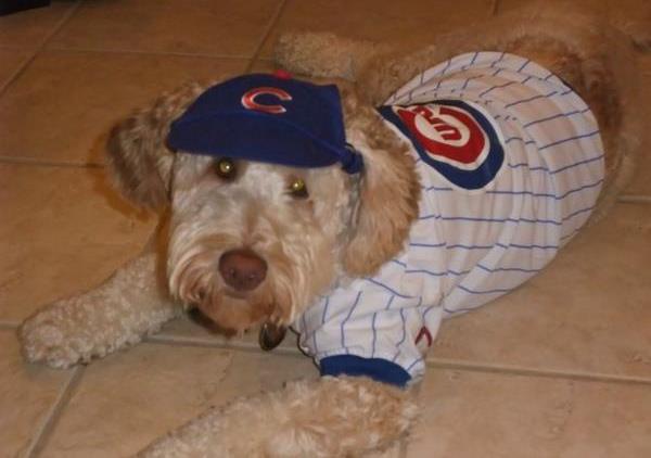 mymusingsnet's tweet photo. The World Series, Pets and the Election: https://t.co/CFX8fDzO6j
#FlyTheW #ChicagoCubs #Elections2016 #HandToPaw #MyMusingsNet https://t.co/VCcpthMzf3