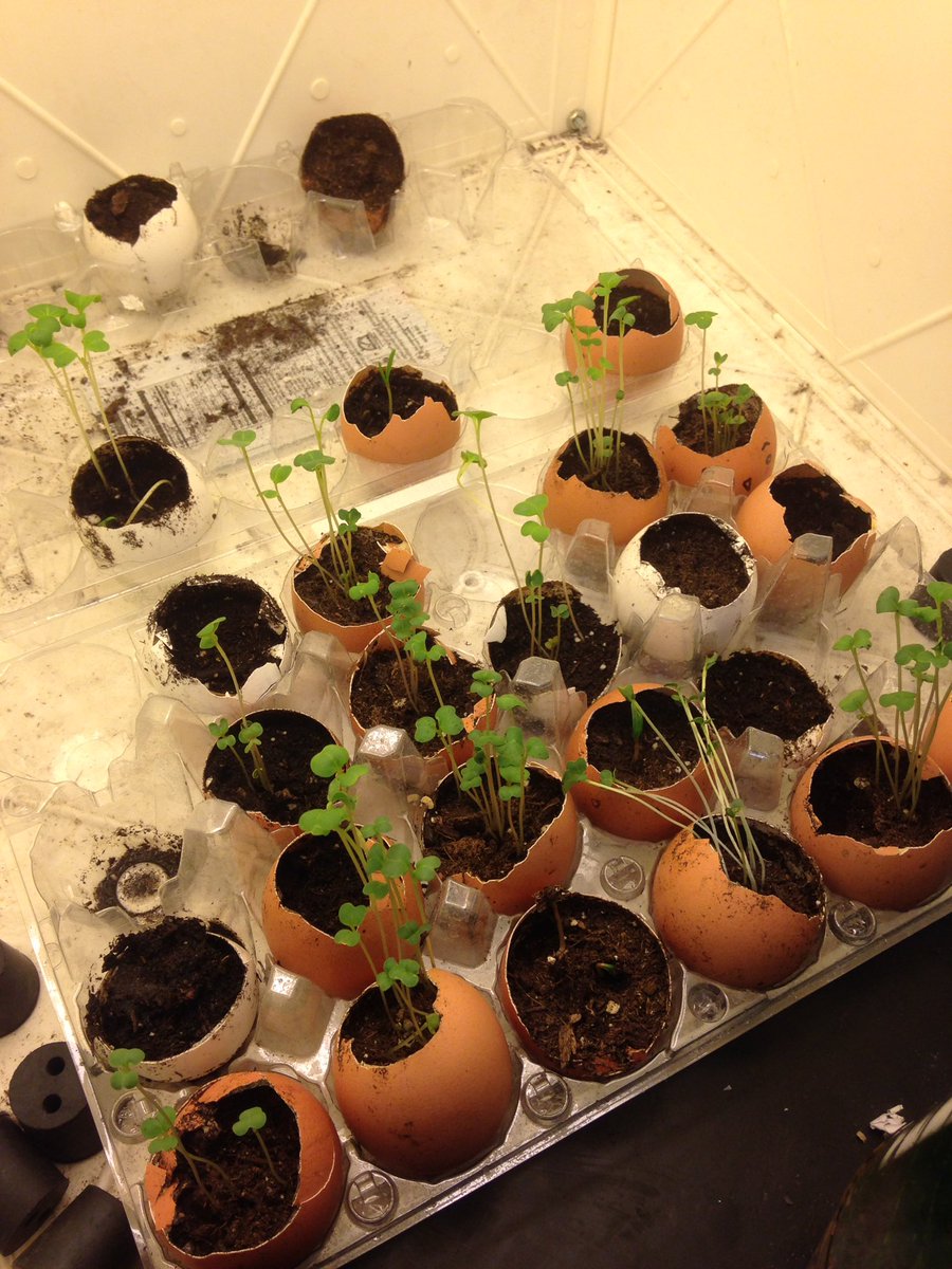 BaronsGarden's tweet photo. Before &amp; after! Look at our little "egg plants" grow!!! 💚 #fvhs #ideafm https://t.co/ZMvpdhw98q