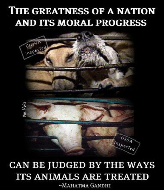 Emy_Lizzy's tweet photo. #StopYoulin
#StopAnimalAbuse https://t.co/XGvafP3Jo7