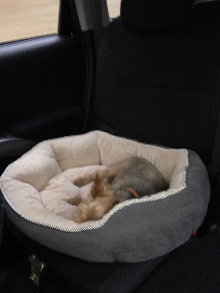 honeythedawg's tweet photo. #flipyourkitchen road trip https://t.co/veA7Lolqcc
