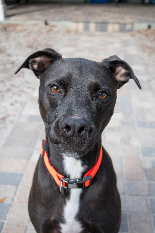 Dog Food Labels, Preventing ACL Tears, and More - Our November Newsletter conta.cc/2eBcL05