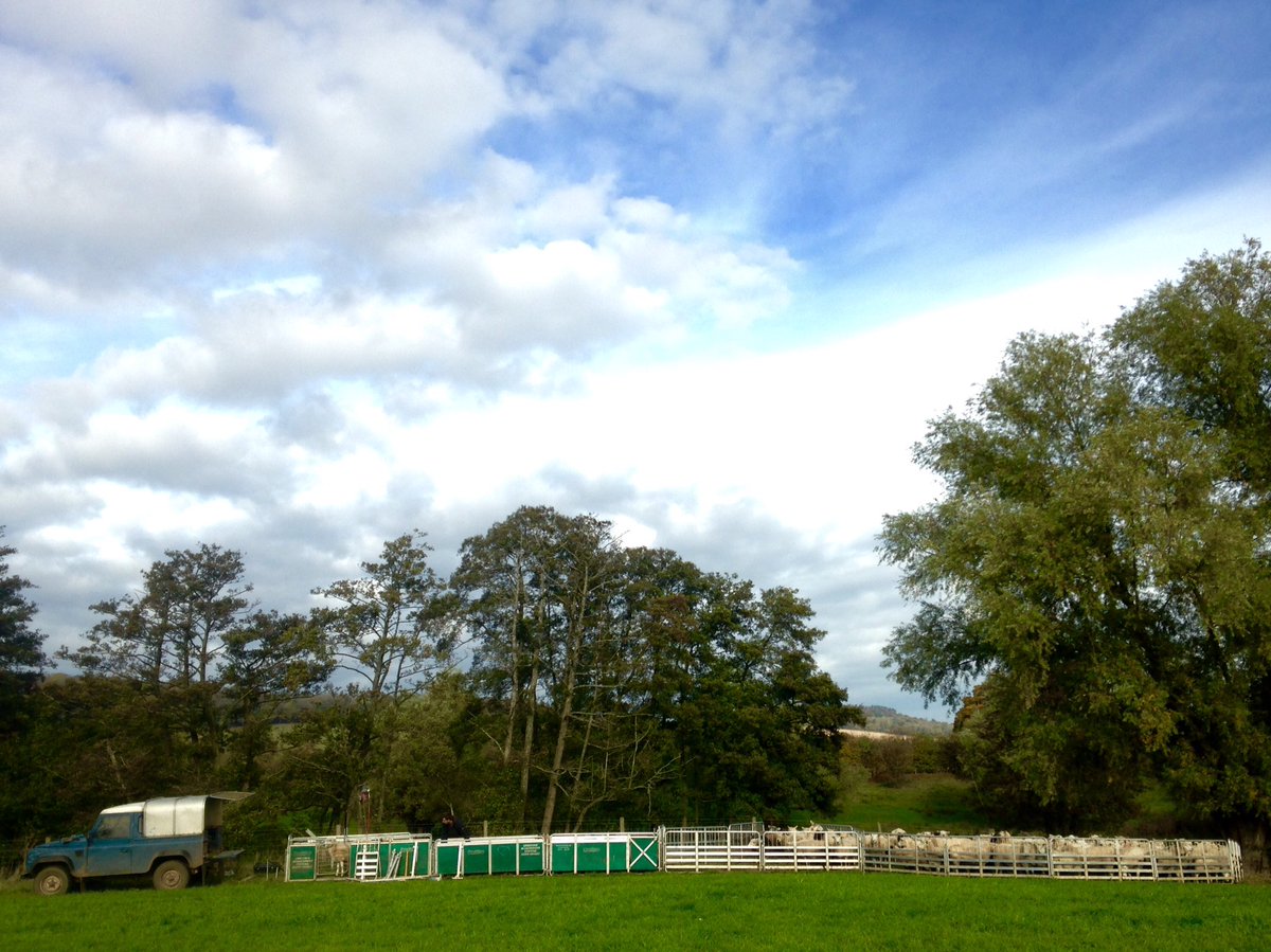 wj_lamb's tweet photo. The prattley is worth its weight in gold, dag check, drench check, looking good for the tup check #sheep365 #firstgeneration #LandRover https://t.co/48B5IoQSSz