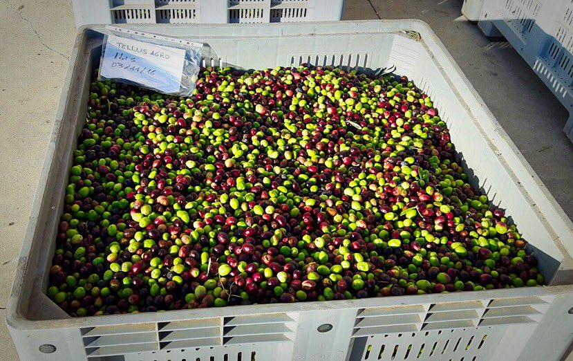 tellusolive's tweet photo. #First ever #batch of Tellus #olives ready to be #pressed! #evoo #sardinia #sardegna #oliveoil2016 #italy #genuinefood #harvesting https://t.co/DN6F4tmkmL