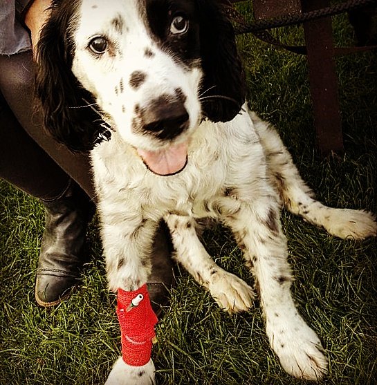 grimesyjd's tweet photo. โคโคโคโค #ripscamp #loveyouforever #thebestdog https://t.co/pQyJGmJp2I
