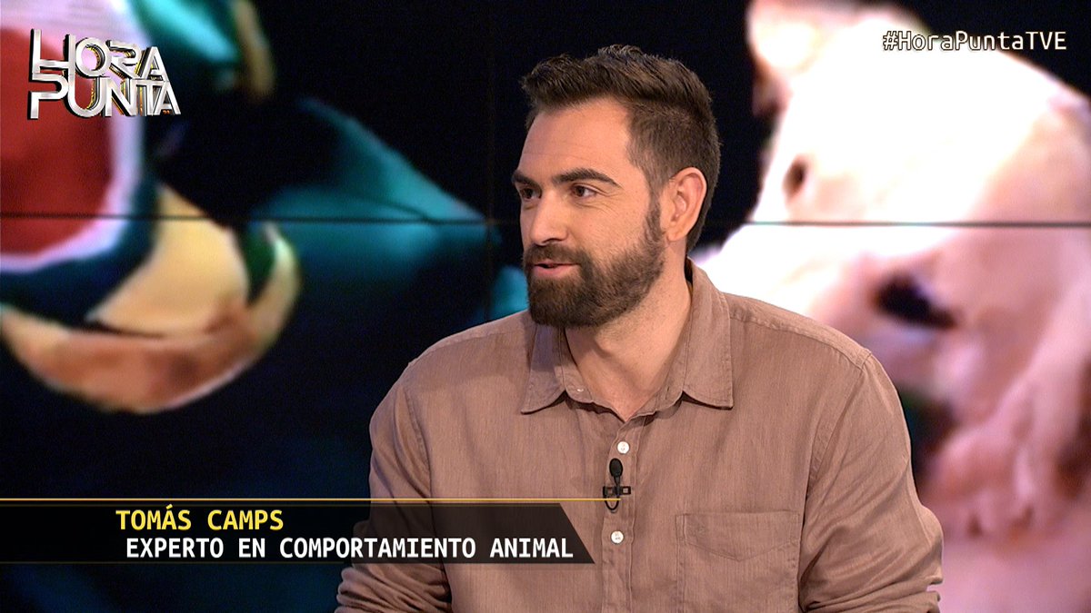 HoraPuntaTVE's tweet photo. 🐺  Hablamos del comportamiento de los perros con nuestro especialista @Tomas_Camps #HoraPuntaTVE https://t.co/LhKqYQUEG4