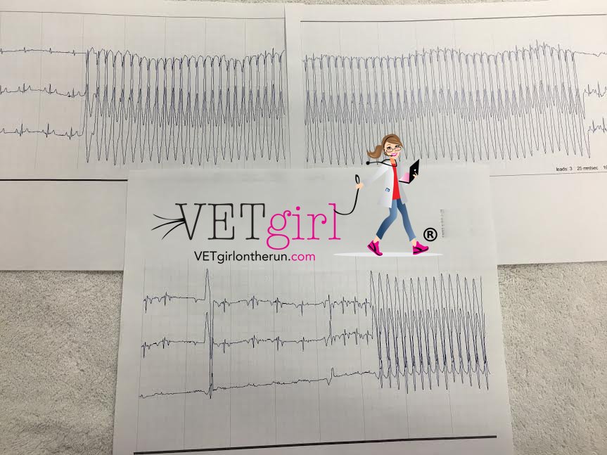 VetGirlOnTheRun's tweet image. Did you see the post last night?  #VTach #Ventricular #Tachycardia #Lidocaine #Bolus #AHHHH