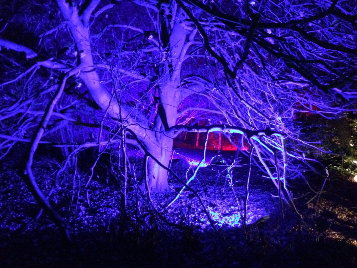 EdinBirdwatcher's tweet image. Had a great night @BotanicLights really recommend it.