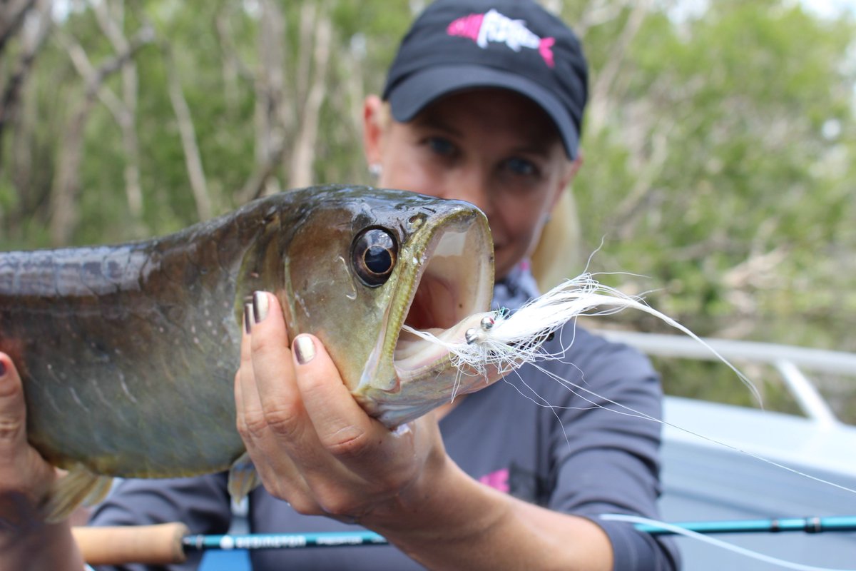 Saratoga are native to <a href="/Australia/">Australia</a> and are a favorite of fly anglers. This one took a Clouser near Melville Island! #FindYourWater