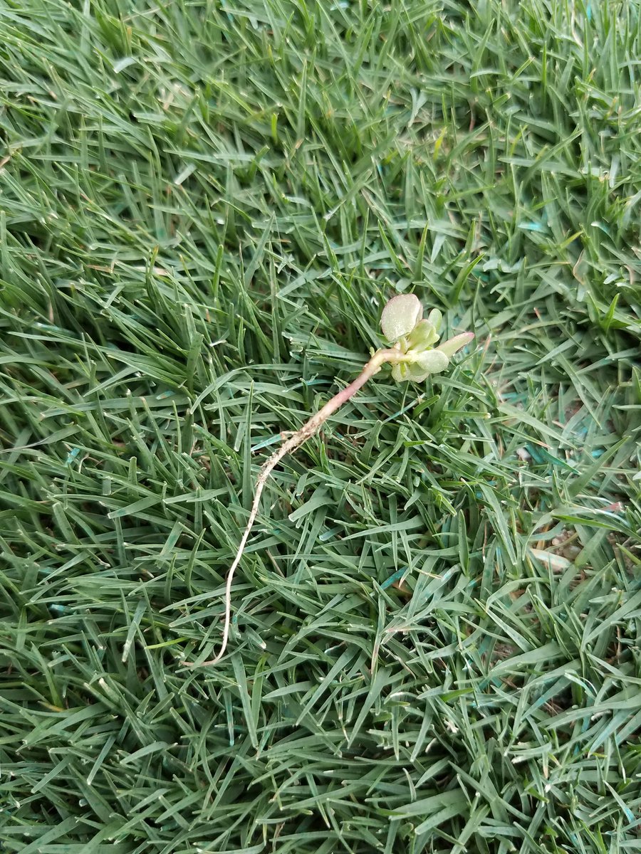 NateJones5's tweet photo. I love when you pull that random weed and get the whole root. #Satisfying #TurfGuysUnderstand https://t.co/0RHk8vzOnL