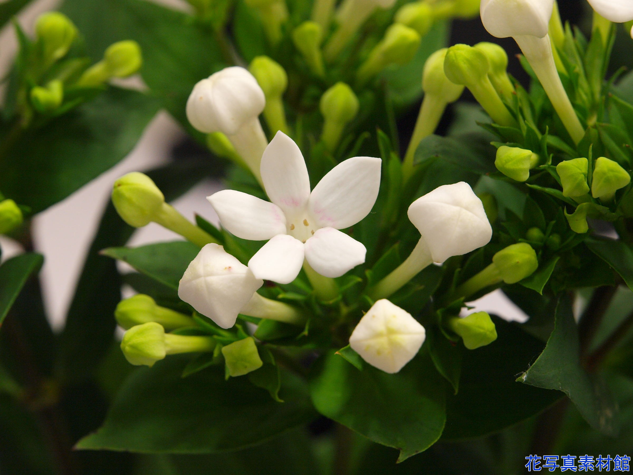岡田 茂 11月4日の誕生花は ブバルディアです 花言葉 予感 花占い 香り豊かな美しい花を咲かせるブバルジアのように あなたは感性豊かな存在感の強い人 自分の思い通りにならないと気のすまないところがありますが 人との調和を考えて時には一歩