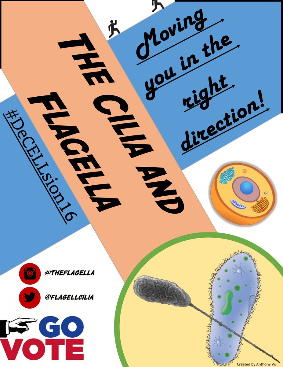 Flagellcilia's tweet photo. Vote for me in the #deCELLsion16 election! https://t.co/dAecFXcHSO
