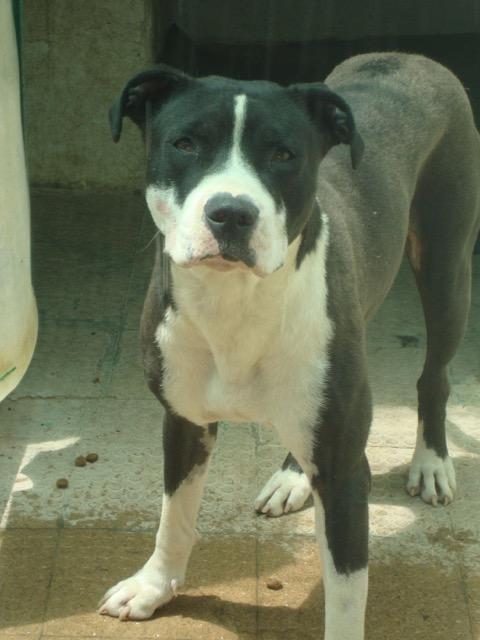 NuevaVidaAdop's tweet photo. MADRID
JABIBI 1año Xamstaff
Tras una penosa vida EN REFUGIO:ACOGIDA/ADOPCION
con licencia ppp
#madrid #adopta #acoge
facenuevavida@gmail.com https://t.co/pUjwNoTwjg