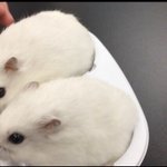 雪見大福のケースにハムスターを入れたら予想以上に可愛かった!