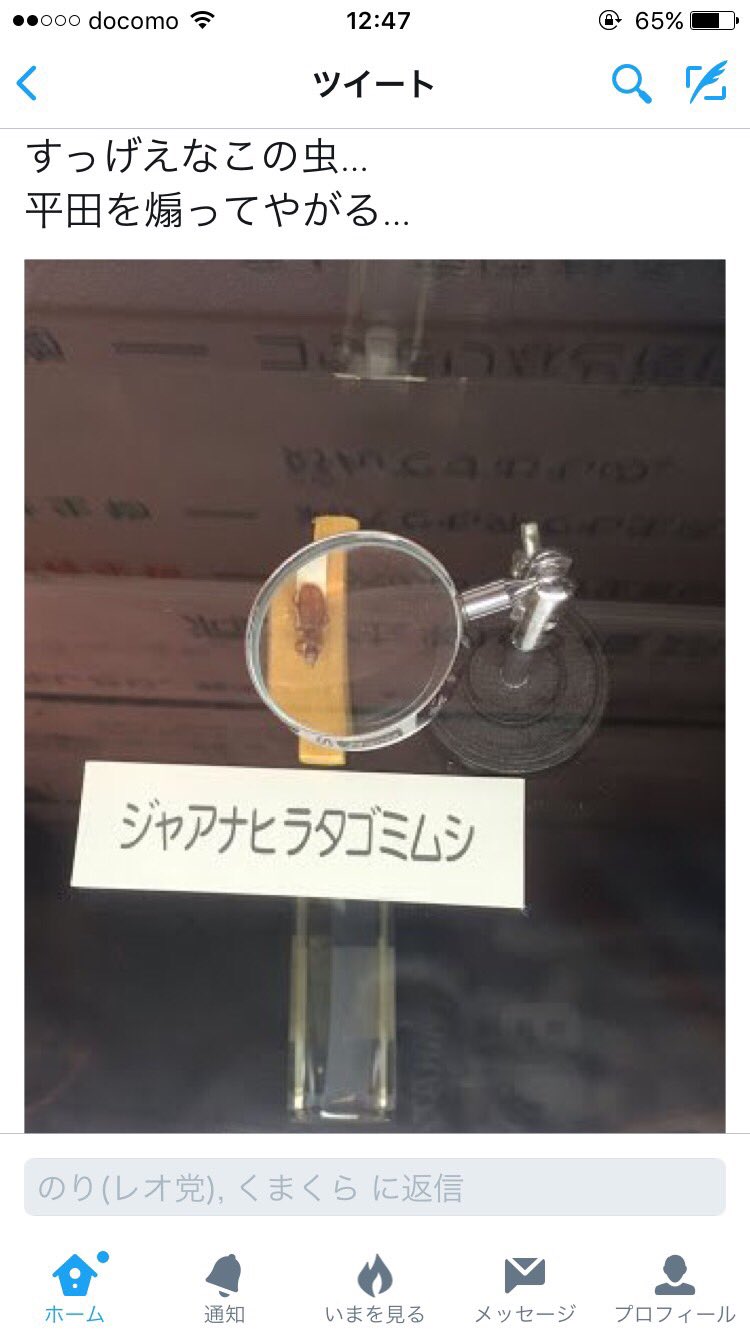 前橋育英サッカー部bot ジャアナヒラタゴミムシが話題だが イチニアラキゴミムシも話題に 前橋育英サッカー部bot ジャアナヒラタゴミムシが話題だが イチニアラキゴミムシも話題に