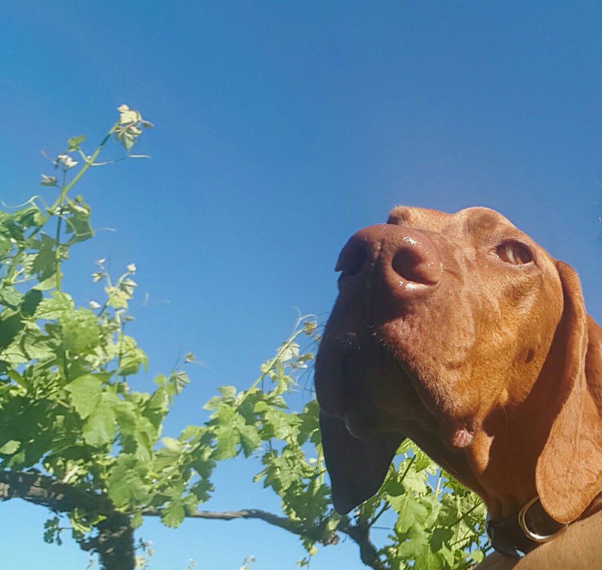 Why would you be anywhere else?
 #tgif #mybarossa #lordoflanzerac #vizsla #springhassprung