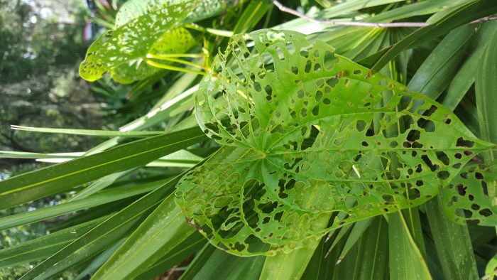 KeithMangus's tweet photo. Exotic plant control the natural way @AppliedAquatic with the #airpotato beetle thanks to @UFFortPierce https://t.co/t49IQjIBR8 https://t.co/LwtChC1kMS