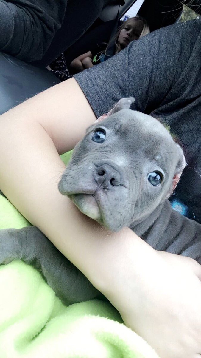 amick_k's tweet photo. @amick_k well there's another puppy😍😍 https://t.co/9txVLaahyk